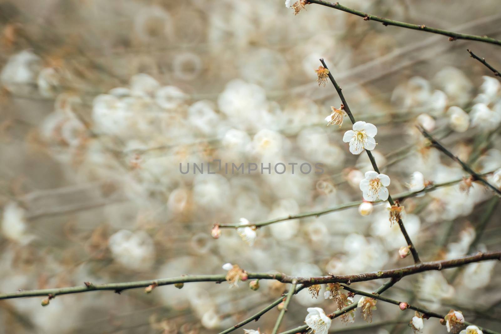 Plum Blossom Bloom Tree White  by freedomnaruk