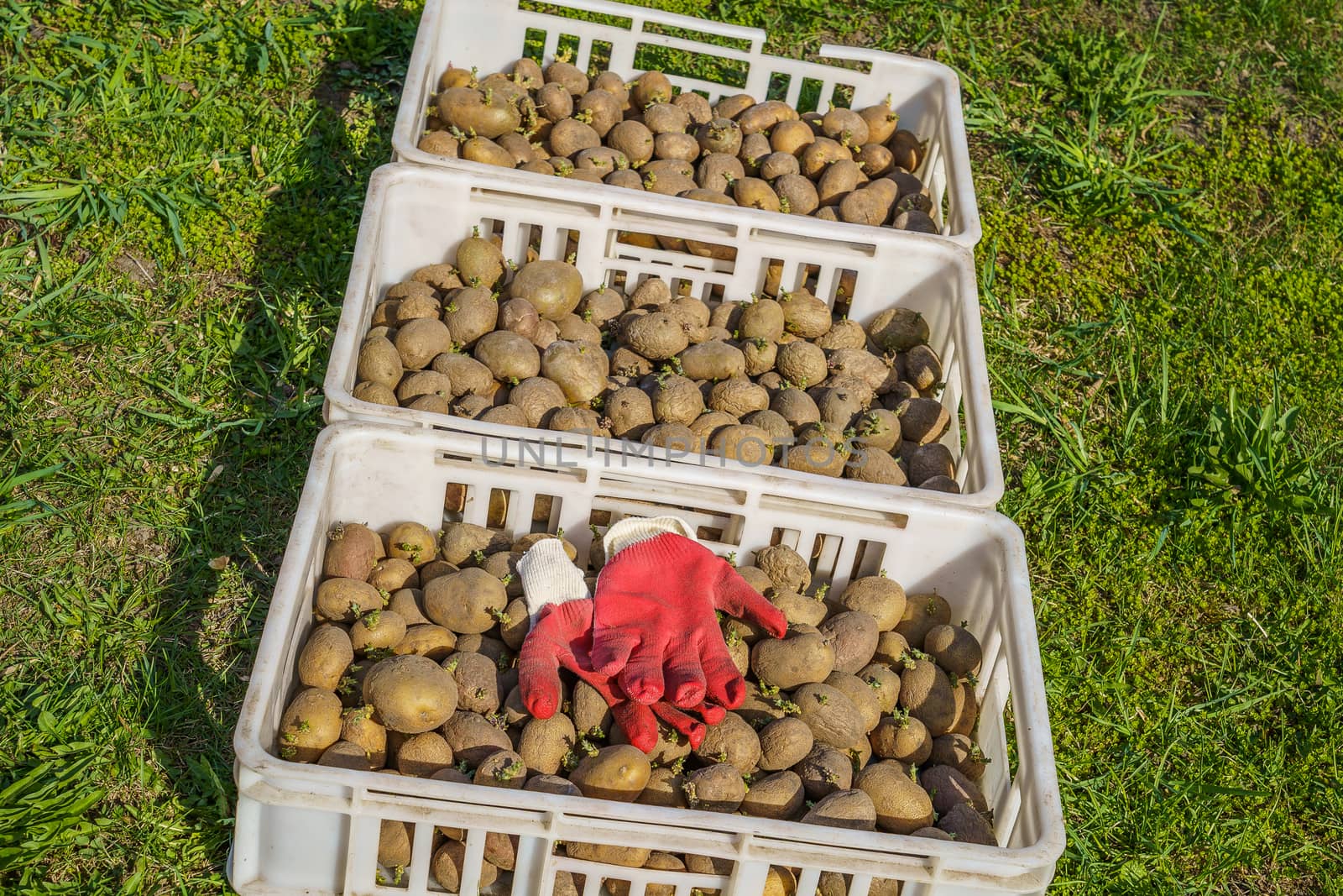 potatoes cooked for planting in white plastic boxes