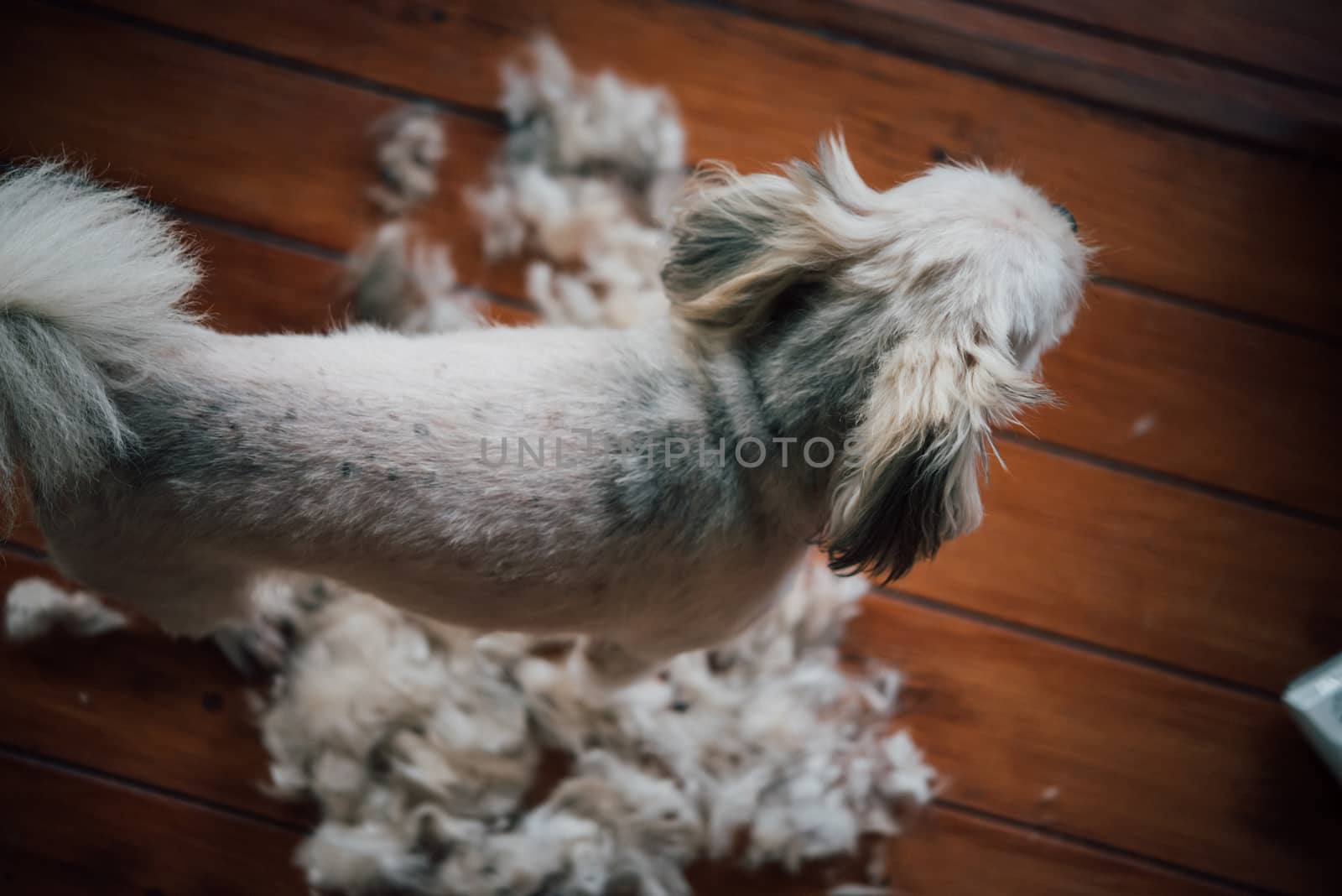 Grooming and haircut the dog fur of beige dog so cute mixed breed with Shih-Tzu, Pomeranian and Poodle by human with dog clipper