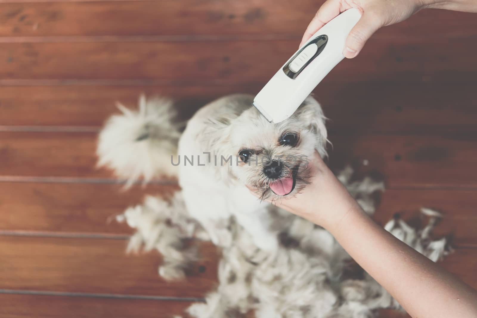 Grooming and haircut dog fur by human with clipper by PongMoji