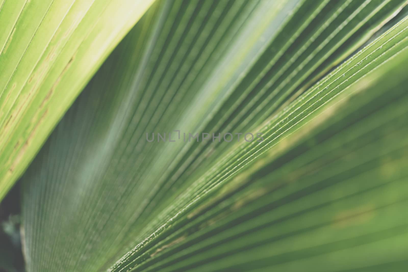 Greenery background of nature plant and leaf by PongMoji