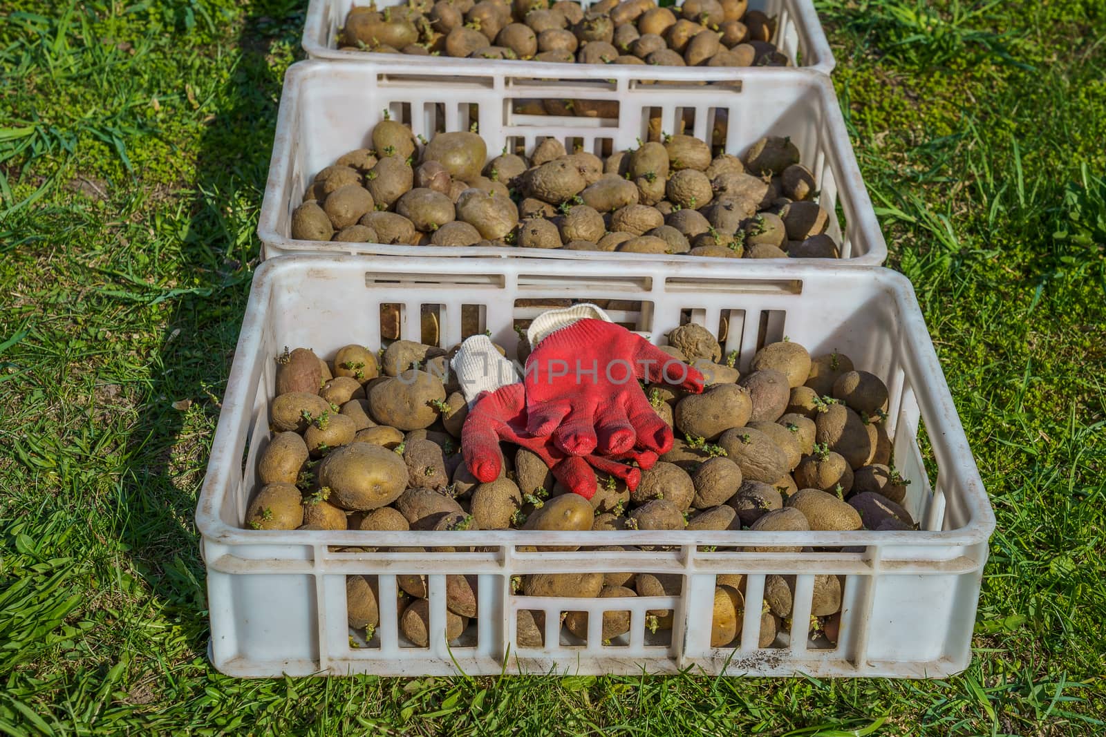 potatoes cooked for planting in plastic boxes by VADIM