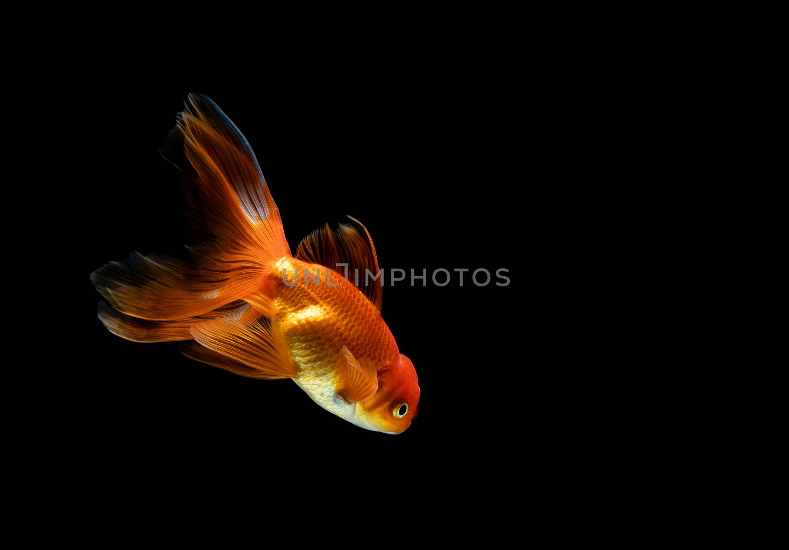 goldfish isolated on a dark black background by freedomnaruk