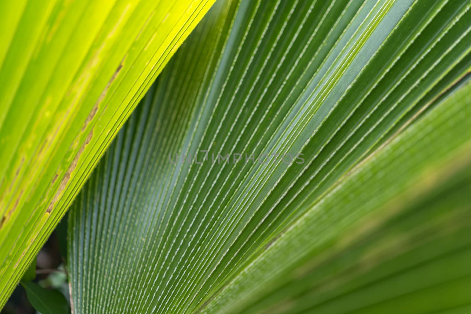 Greenery background, green color of nature plant and leaf environment greenery concept