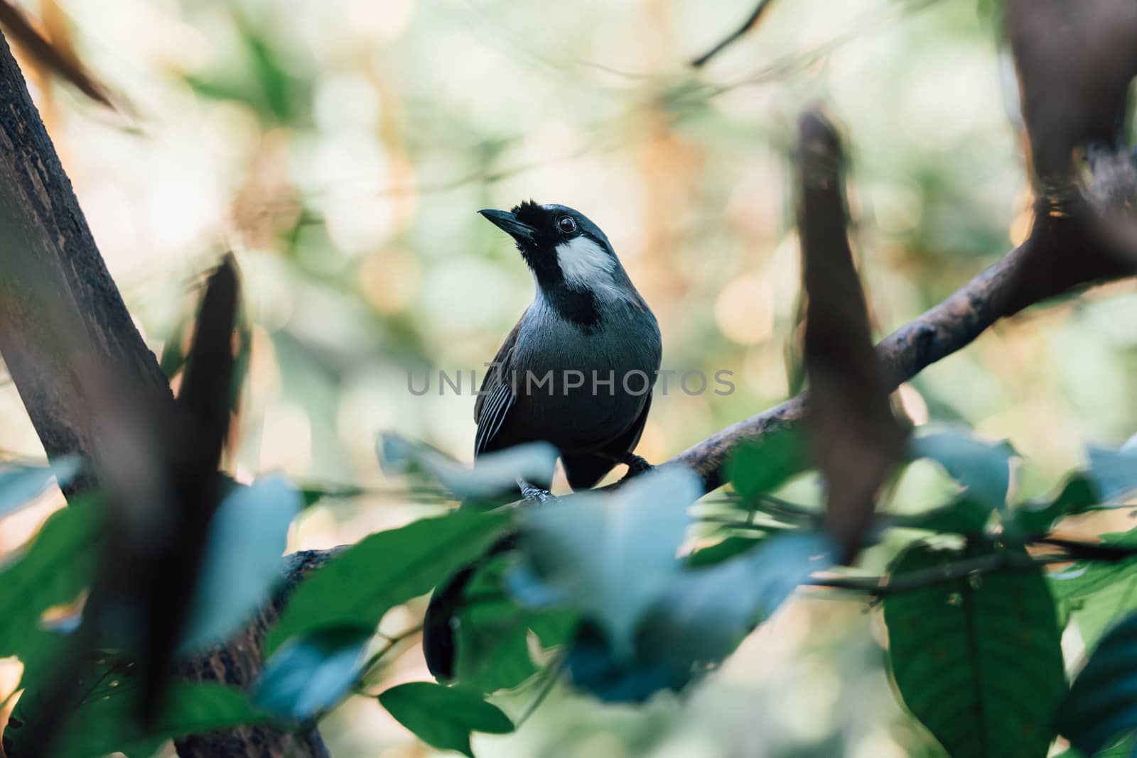 Bird (Black-throated Laughingthrush, Garrulax chinensis, Pterorhinus chinensis) is a species of bird in the family Leiothrichidae. It is found in asia perched on a tree in a nature wild