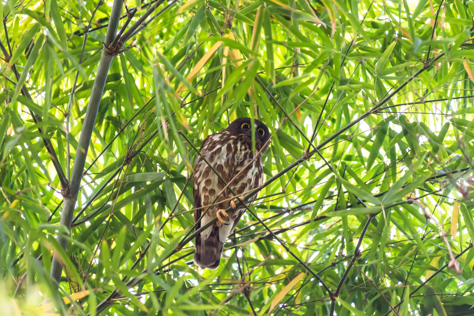 Bird (Northern Boobook, Ninox japonica) is a species of bird in the true owl family. It was split from the brown hawk-owl perched on a tree in a nature wild