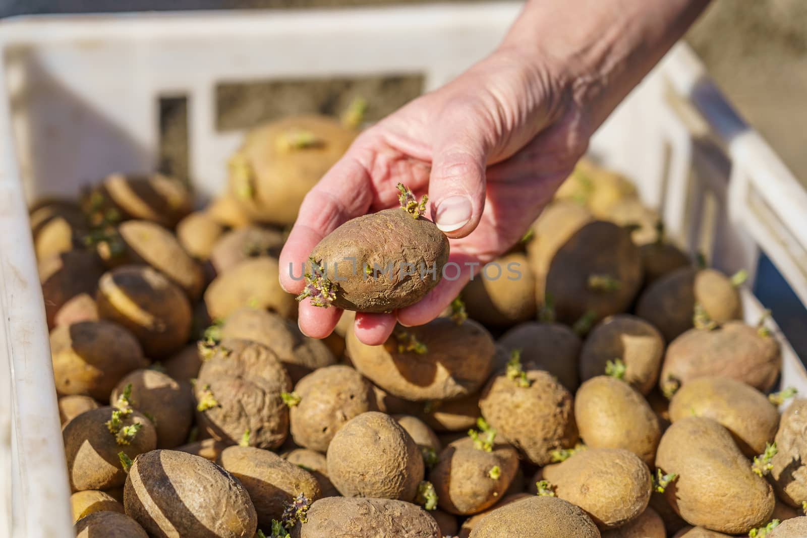potato tubers with sprouts before planting, one tuber in the palm by VADIM