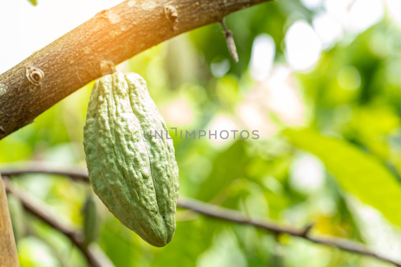 Cacao Tree (Theobroma cacao). Organic cocoa fruit pods in nature.