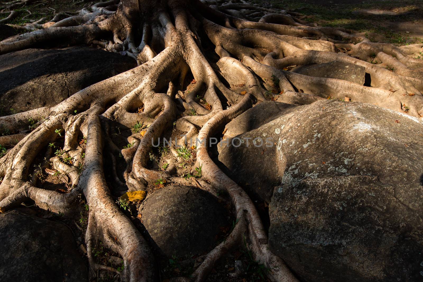 Tree  Driftwood Natural Wood Root by freedomnaruk