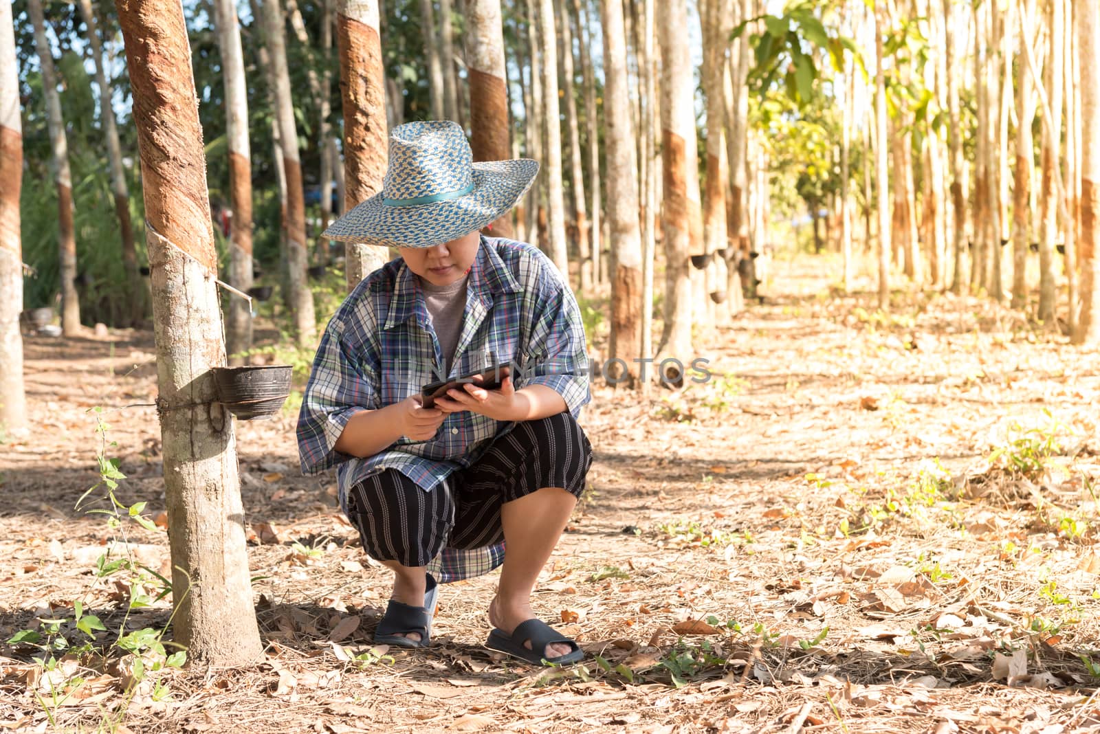 Asian woman smart farmer agriculturist happy at a rubber tree plantation with Rubber tree in row natural latex is a agriculture harvesting natural rubber in white milk color for industry in Thailand