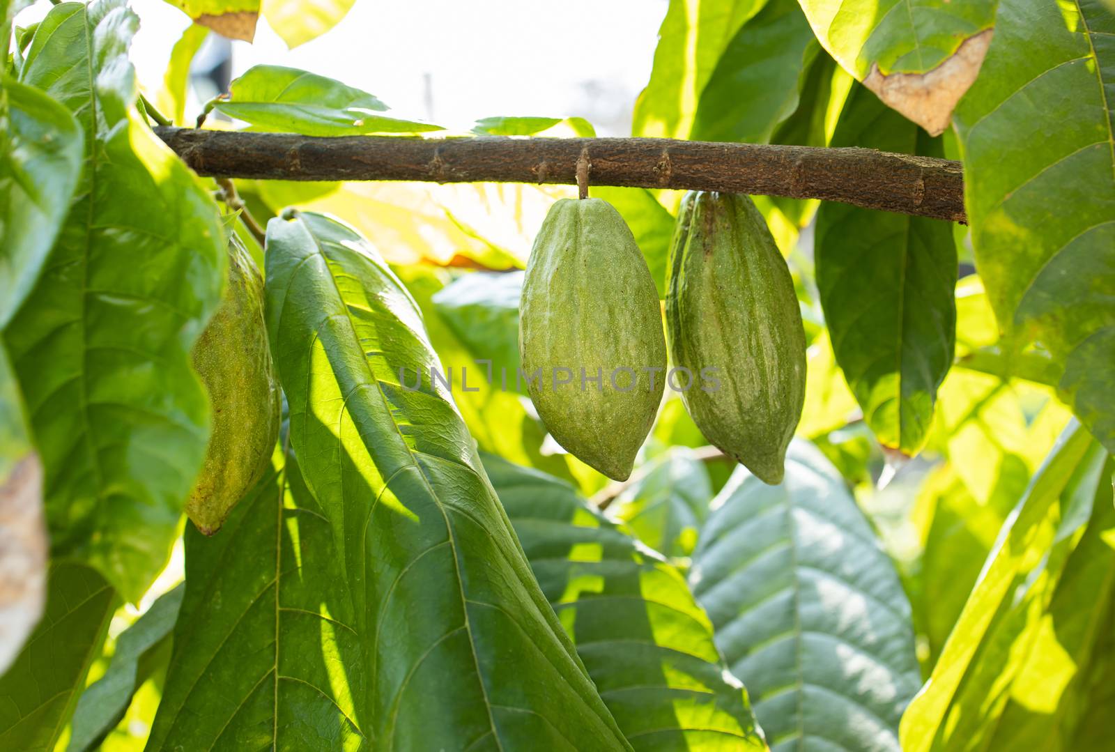 Cacao Tree (Theobroma cacao). Organic cocoa fruit pods in nature.