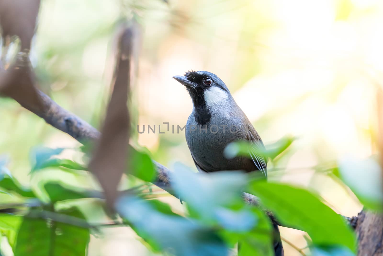 Bird (Black-throated Laughingthrush) in nature by PongMoji