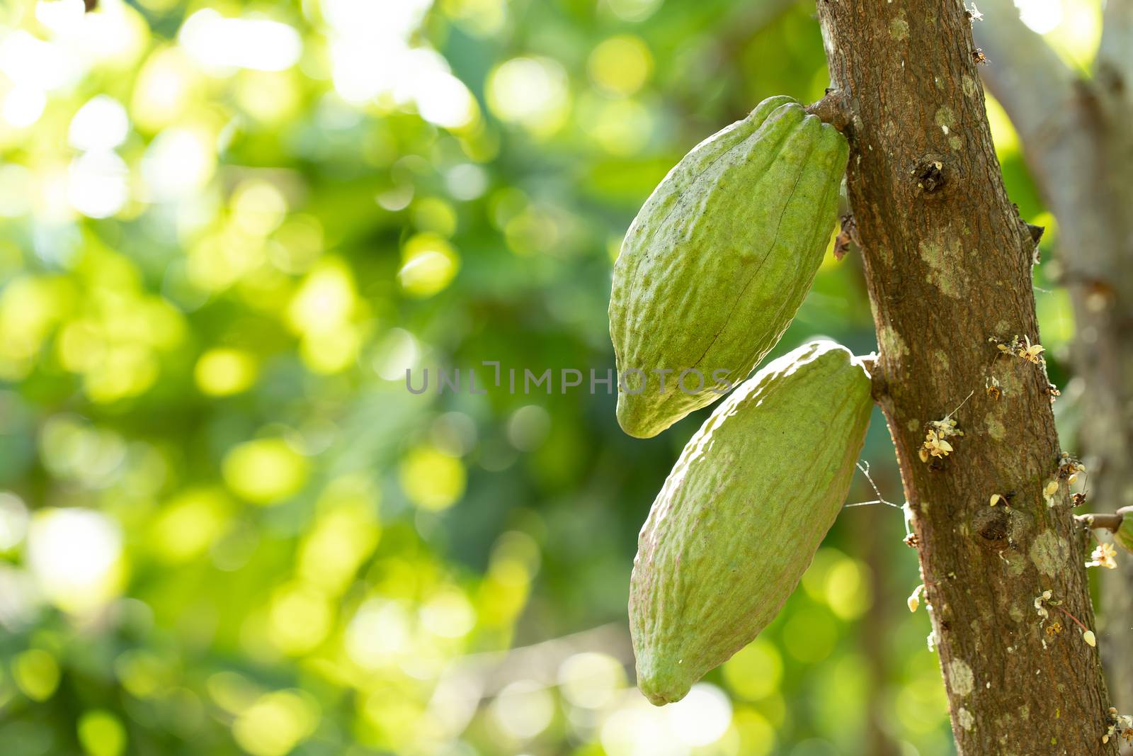 Cacao Tree (Theobroma cacao). Organic cocoa fruit pods in nature.