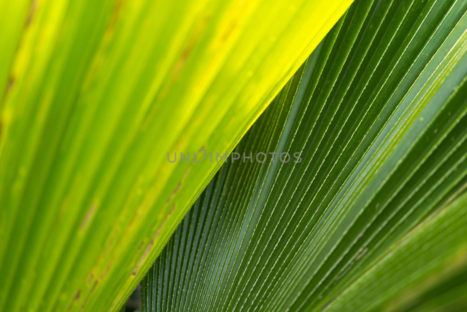 Greenery background of nature plant and leaf by PongMoji