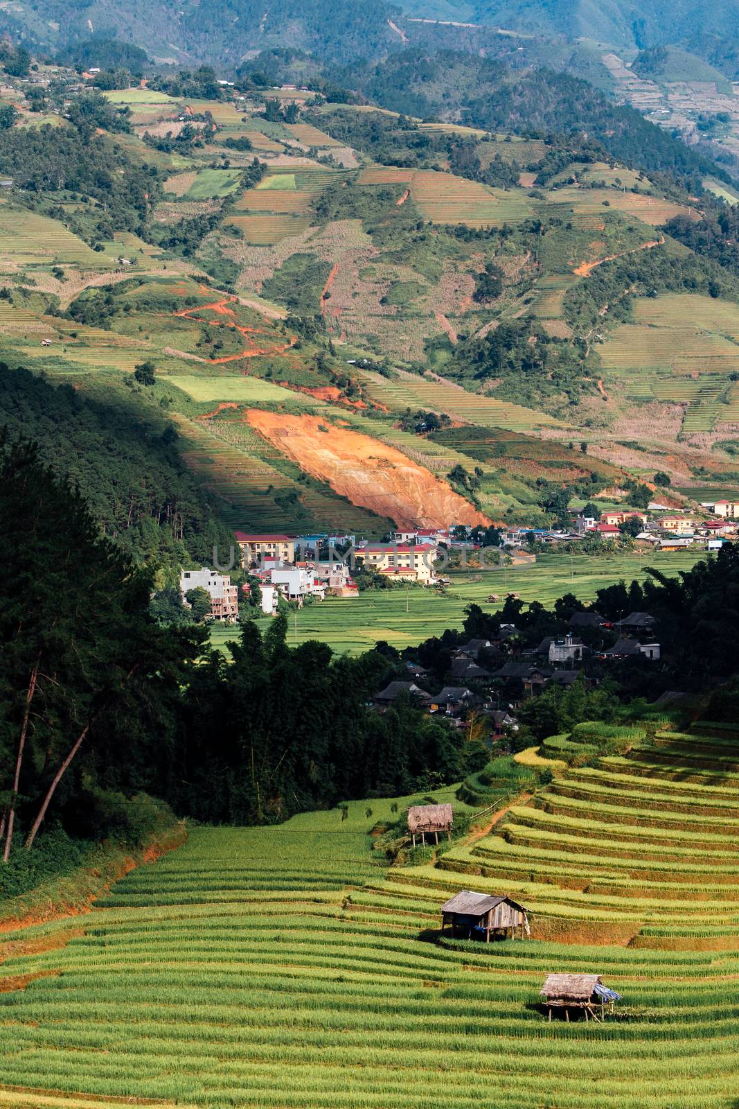 Green Rice fields on Terraced in Muchangchai, Vietnam Rice fields prepare the harvest at Northwest