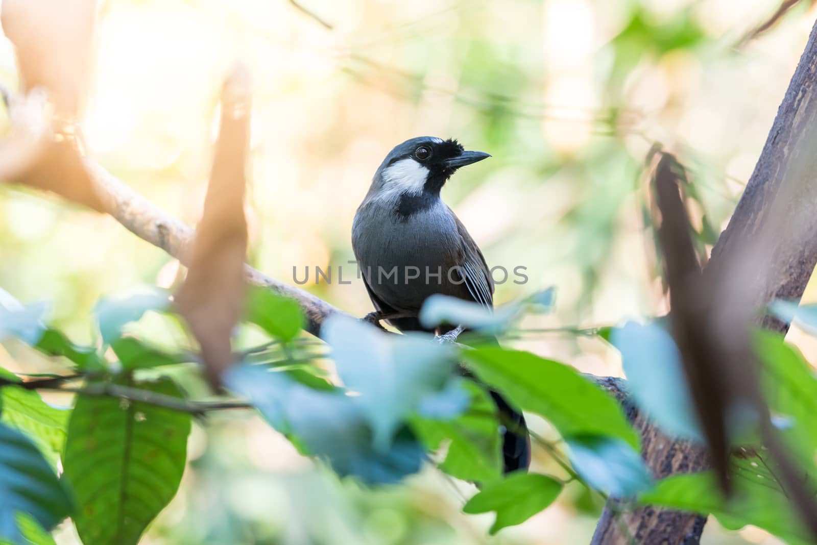 Bird (Black-throated Laughingthrush) in nature by PongMoji