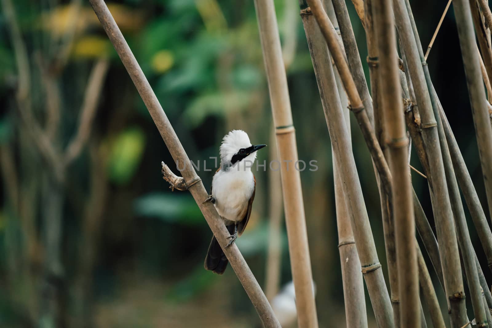 Bird (White-crested Laughingthrush) in nature wild by PongMoji