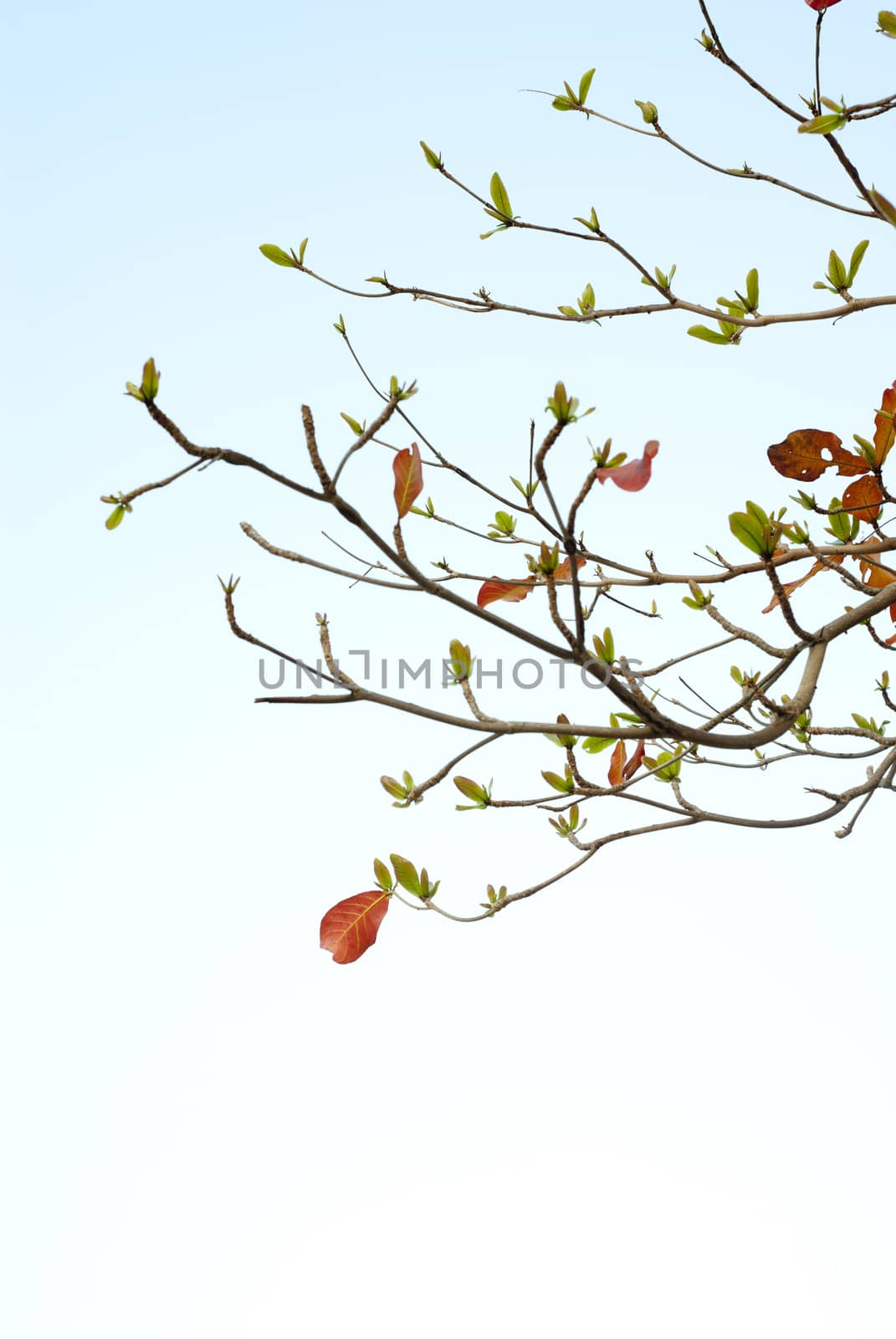 Red leaves and fresh leaves of sea-almond tree