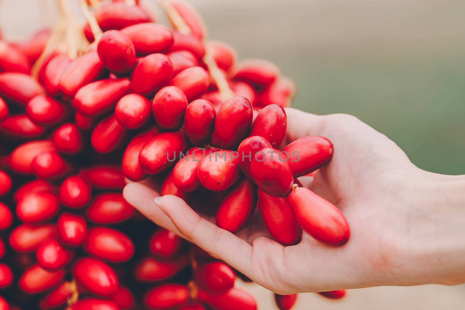 Dates palm branches with ripe dates by freedomnaruk