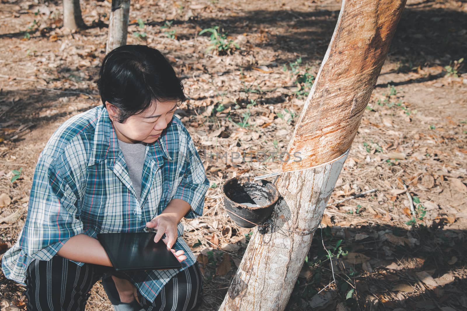 Asian woman smart farmer agriculturist working at rubber tree plantation with Rubber tree in row natural latex is a agriculture harvesting natural rubber in white milk color for industry in Thailand