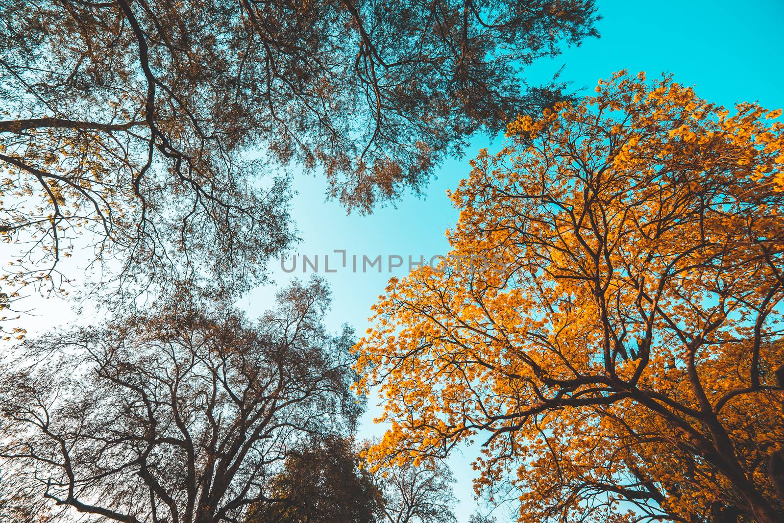 Trees in the park in Summer by freedomnaruk