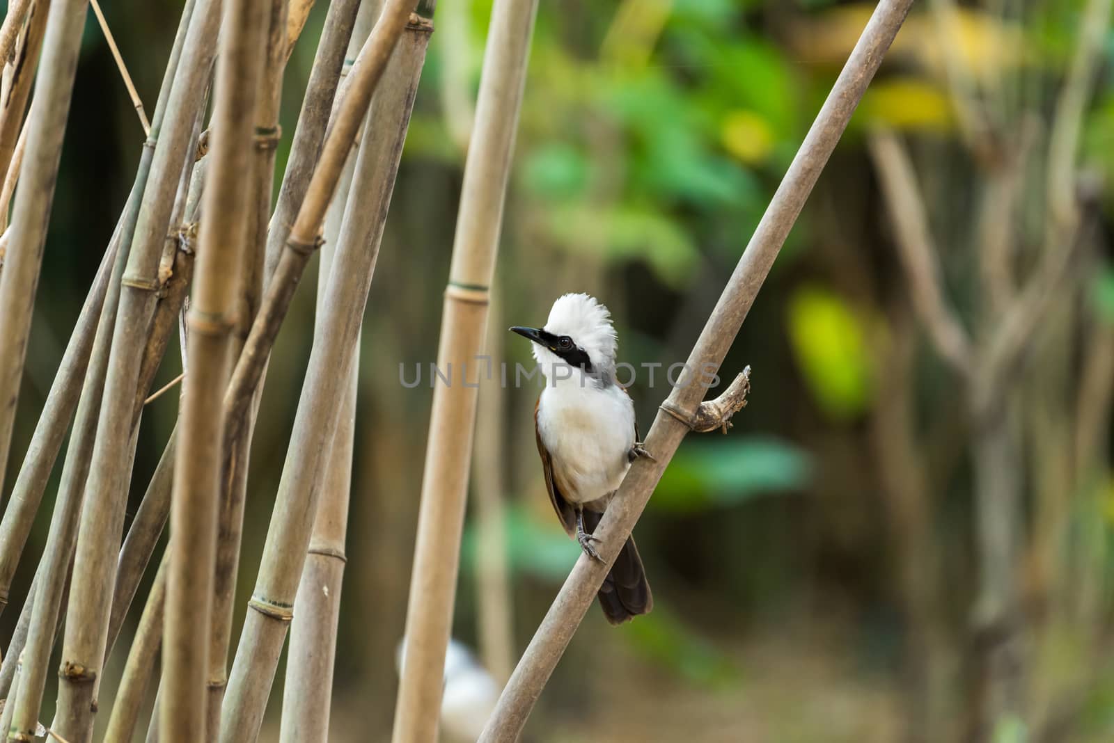 Bird (White-crested Laughingthrush, Garrulax leucolophus) brown and white and the black mask perched on a tree in a nature wild