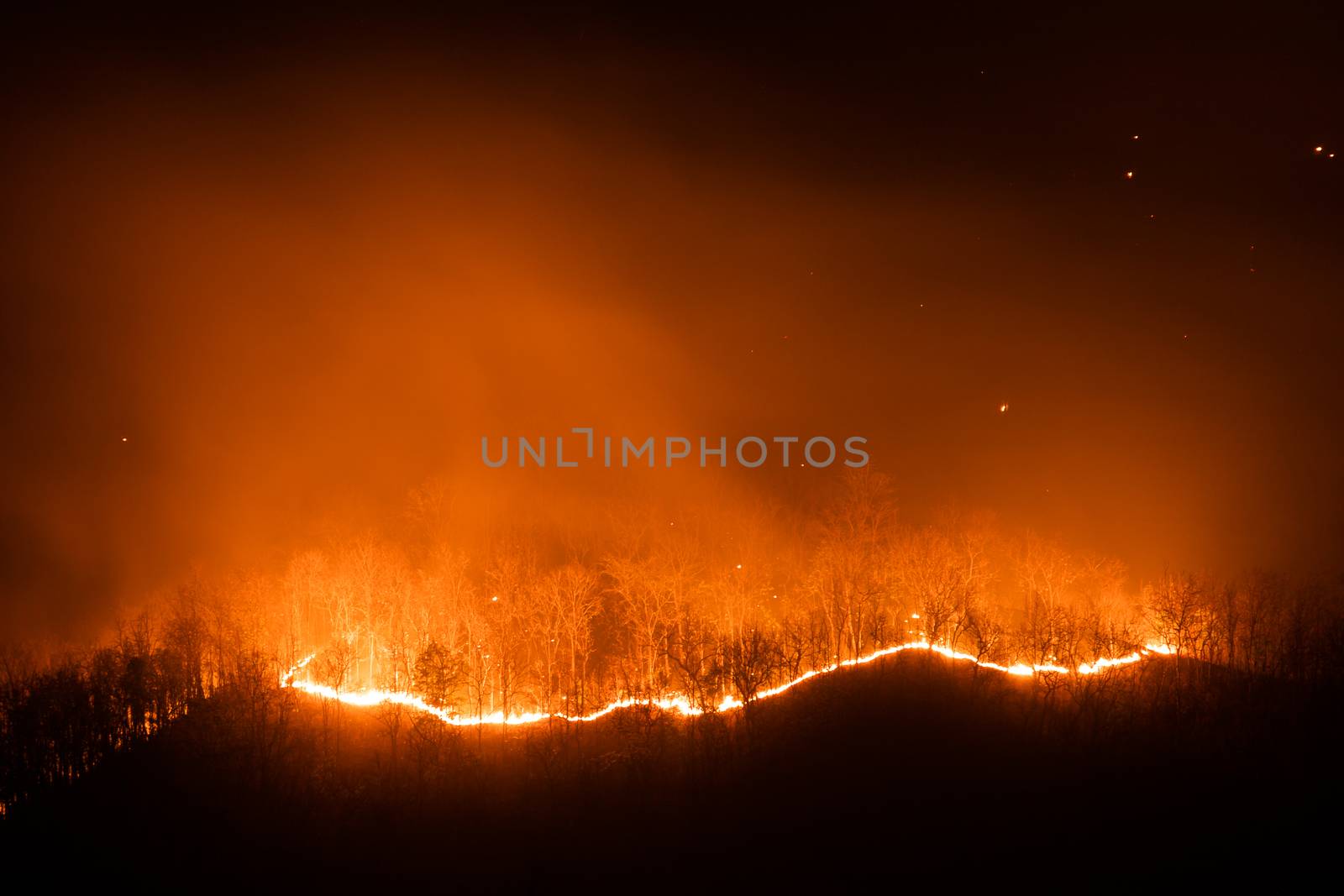 Forest fire burning trees at night.