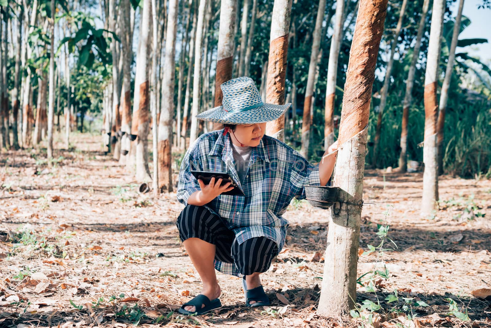 Asian woman smart farmer agriculturist happy at a rubber tree plantation with Rubber tree in row natural latex is a agriculture harvesting natural rubber in white milk color for industry in Thailand