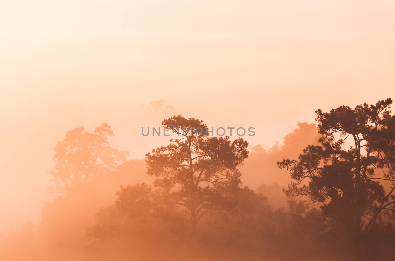 Sunrise at the mountain view Pinus mugo - It is also known as creeping pine