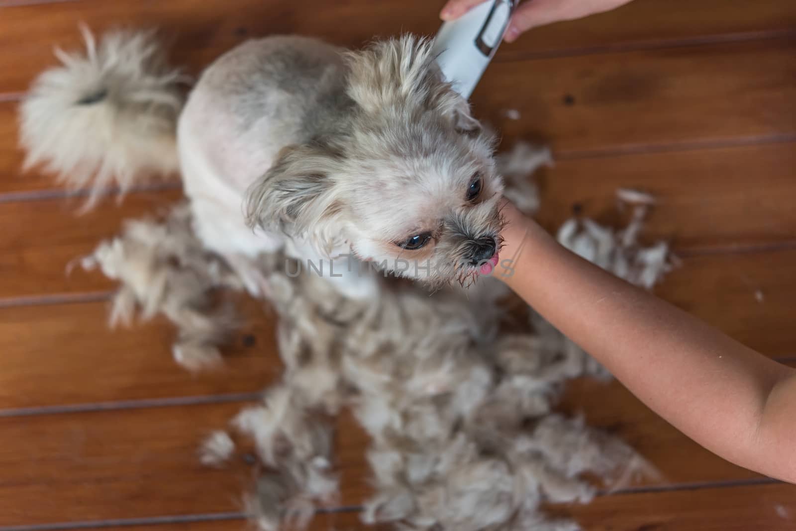 Grooming and haircut the dog fur of beige dog so cute mixed breed with Shih-Tzu, Pomeranian and Poodle by human with dog clipper