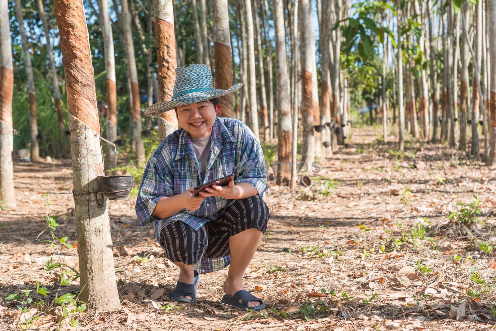 Asian woman smart farmer agriculturist happy at a rubber tree plantation with Rubber tree in row natural latex is a agriculture harvesting natural rubber in white milk color for industry in Thailand