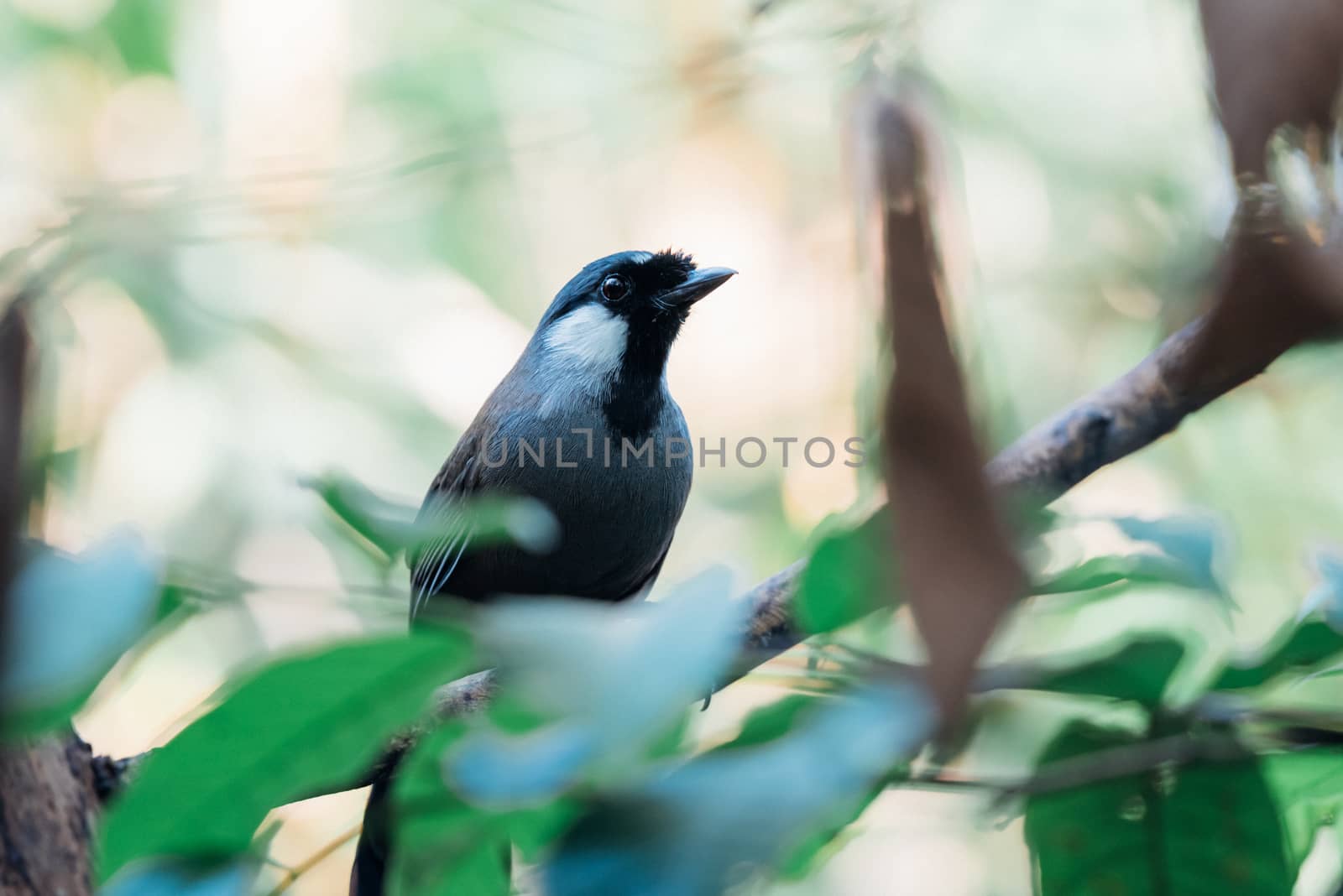 Bird (Black-throated Laughingthrush) in nature by PongMoji