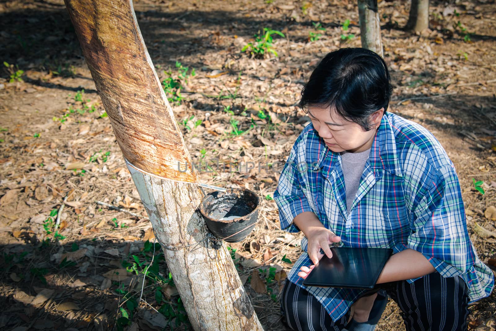 Asian woman smart farmer agriculturist working at rubber tree plantation with Rubber tree in row natural latex is a agriculture harvesting natural rubber in white milk color for industry in Thailand
