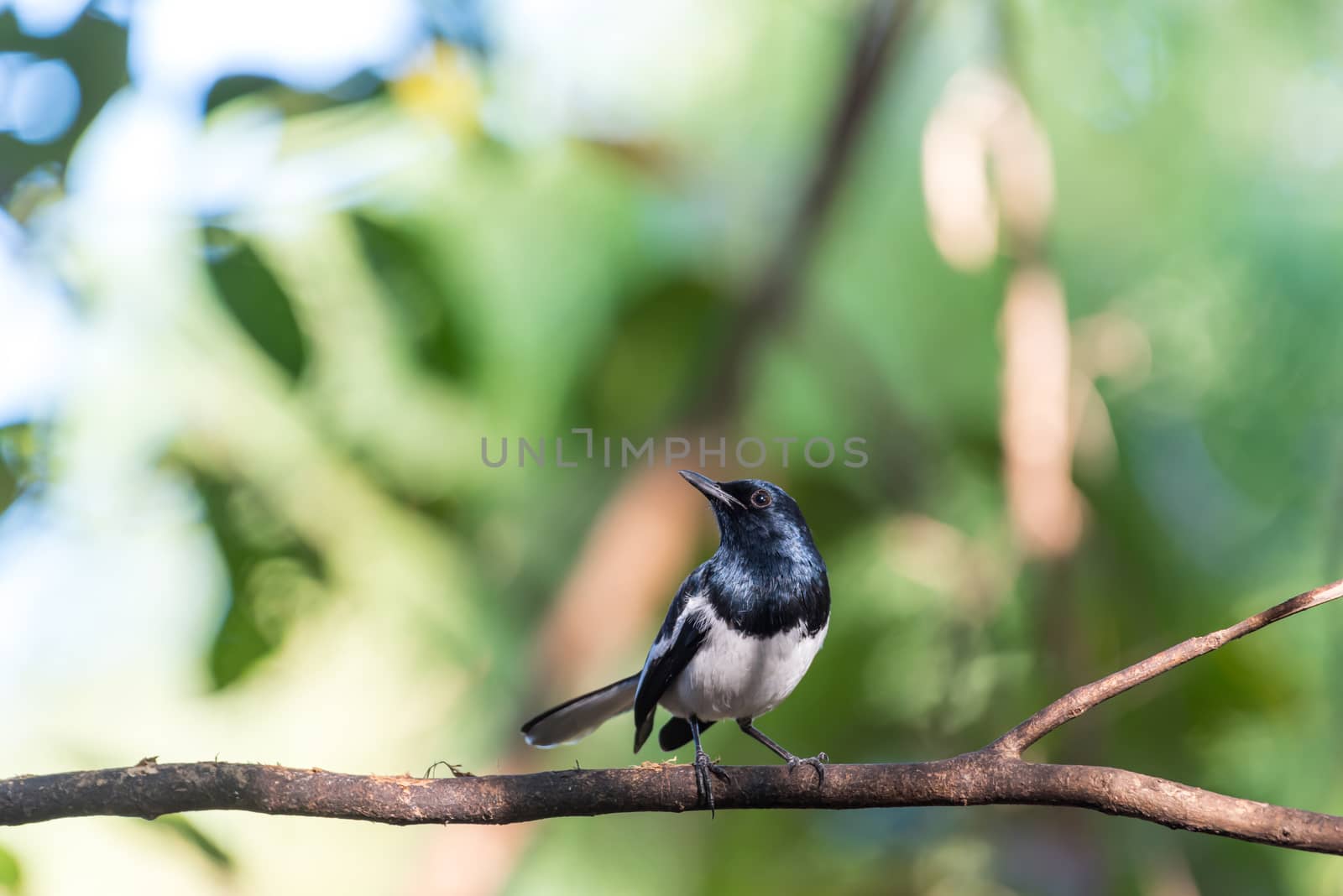 Bird (Oriental magpie-robin) in a nature wild by PongMoji