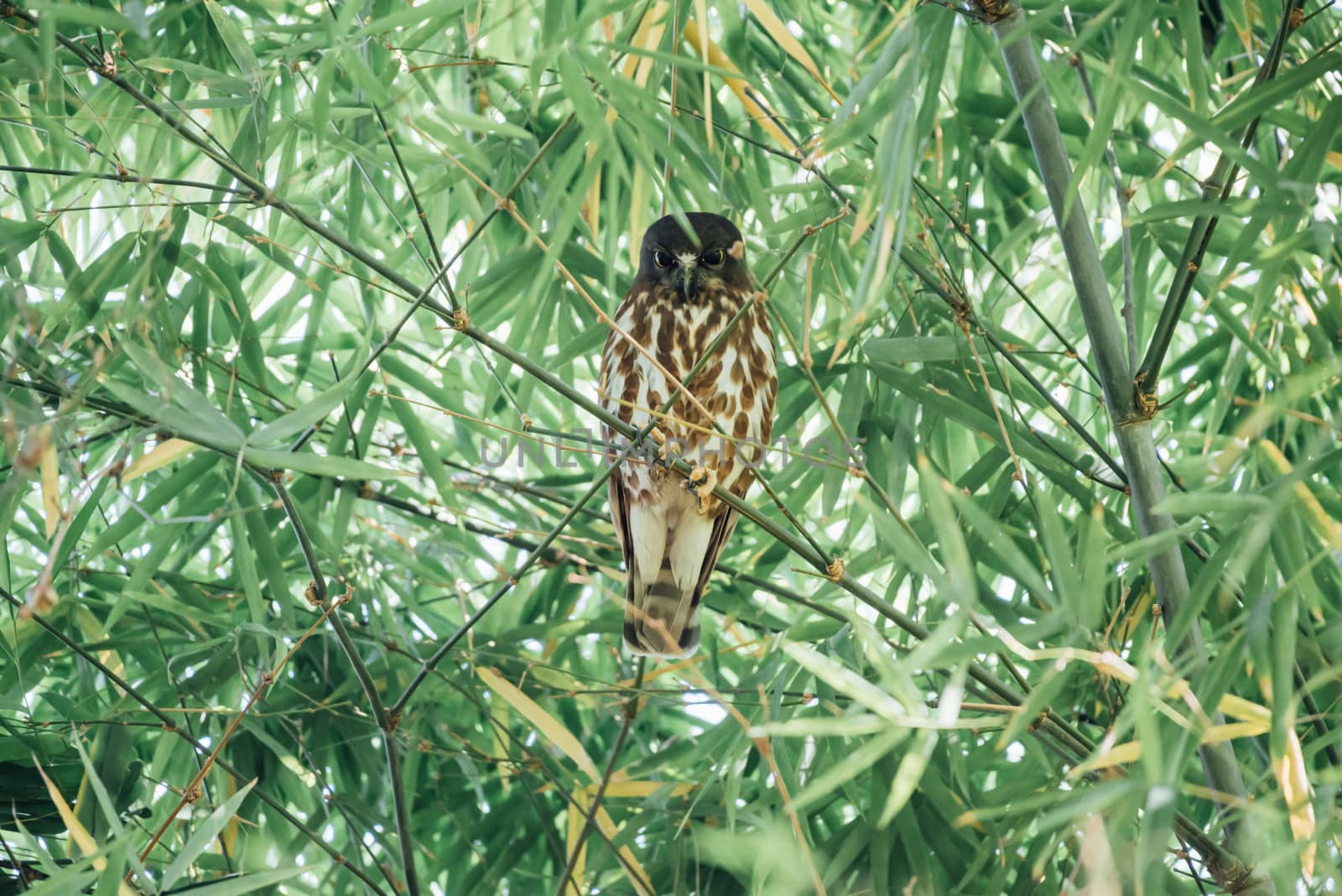 Bird (Northern Boobook, Ninox japonica) is a species of bird in the true owl family. It was split from the brown hawk-owl perched on a tree in a nature wild