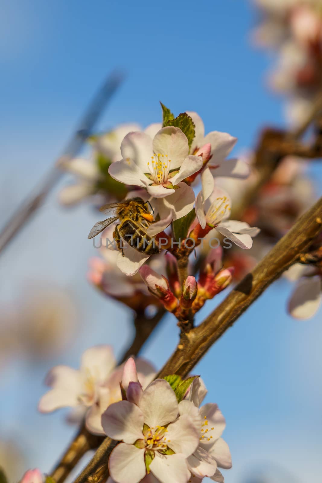 cherry blossom branch and bee in the garden, selective focus
