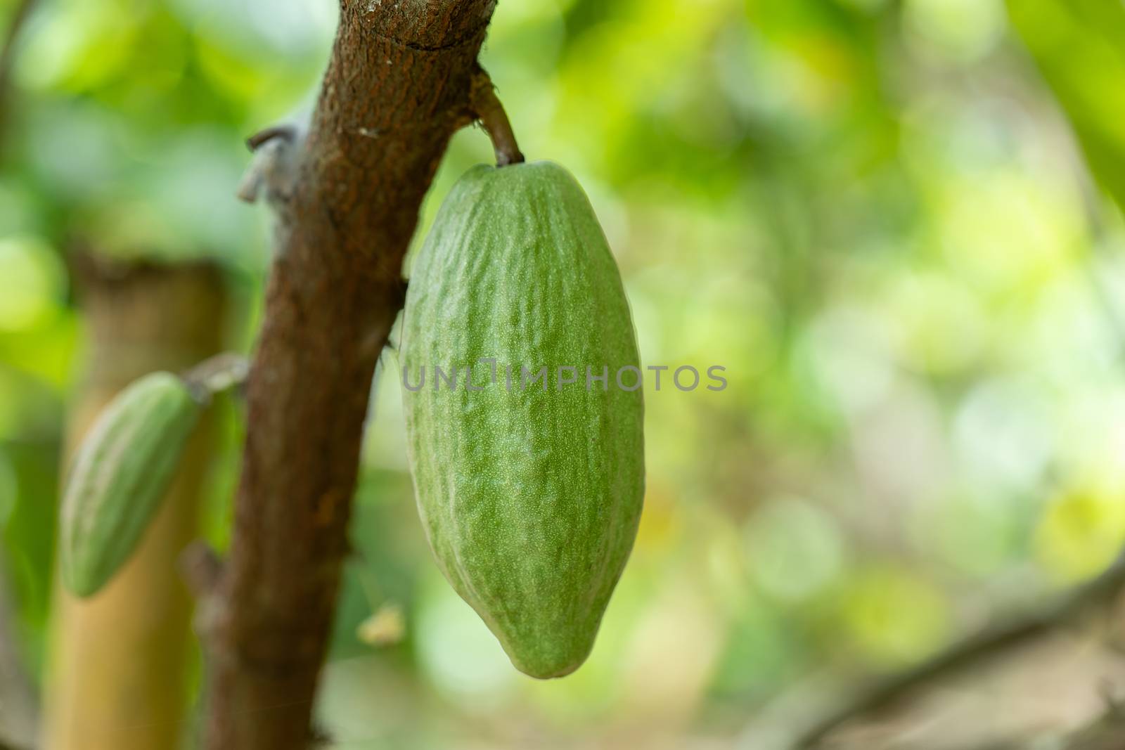 Cacao Tree (Theobroma cacao). Organic cocoa fruit pods in nature.