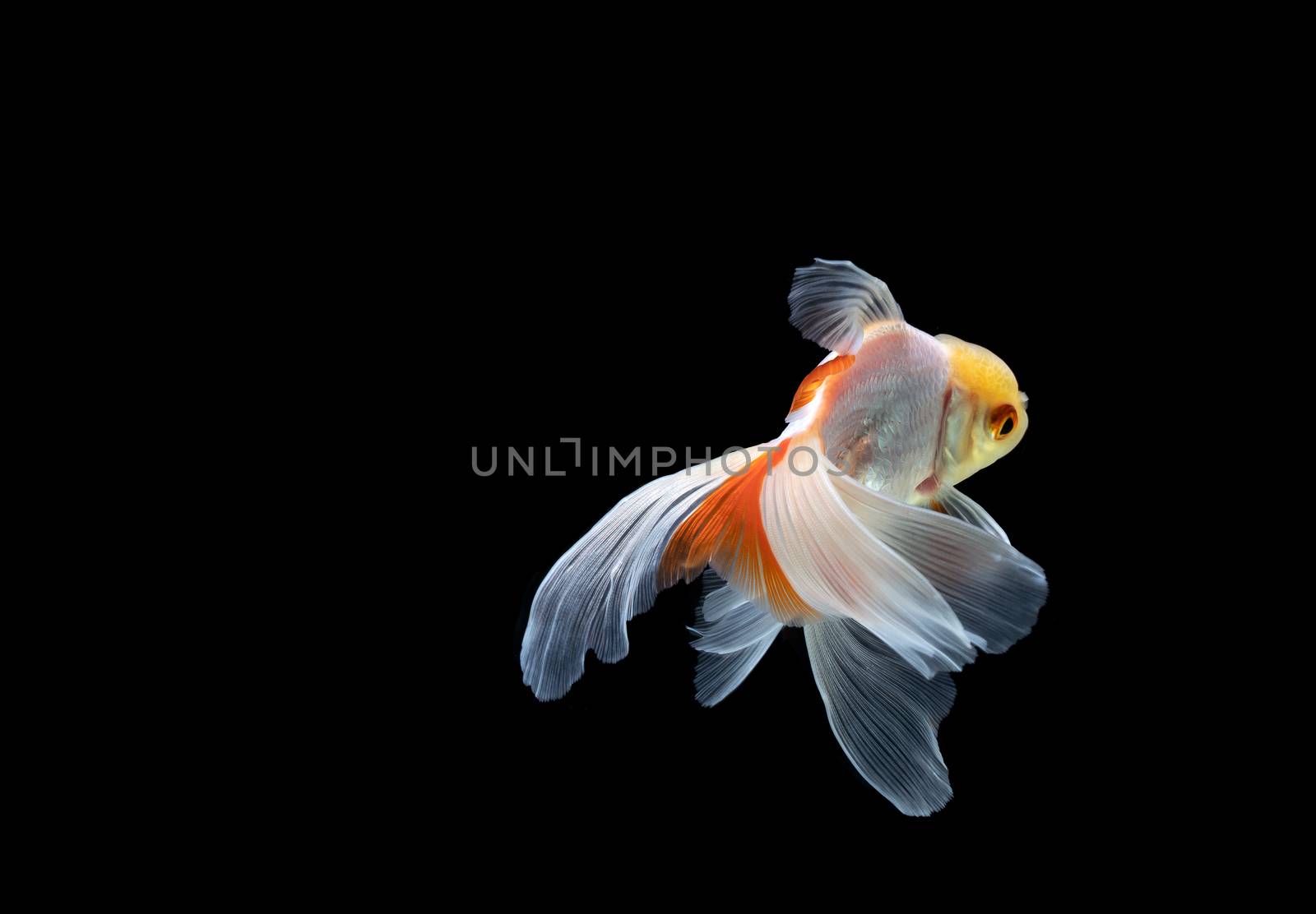 goldfish isolated on a dark black background