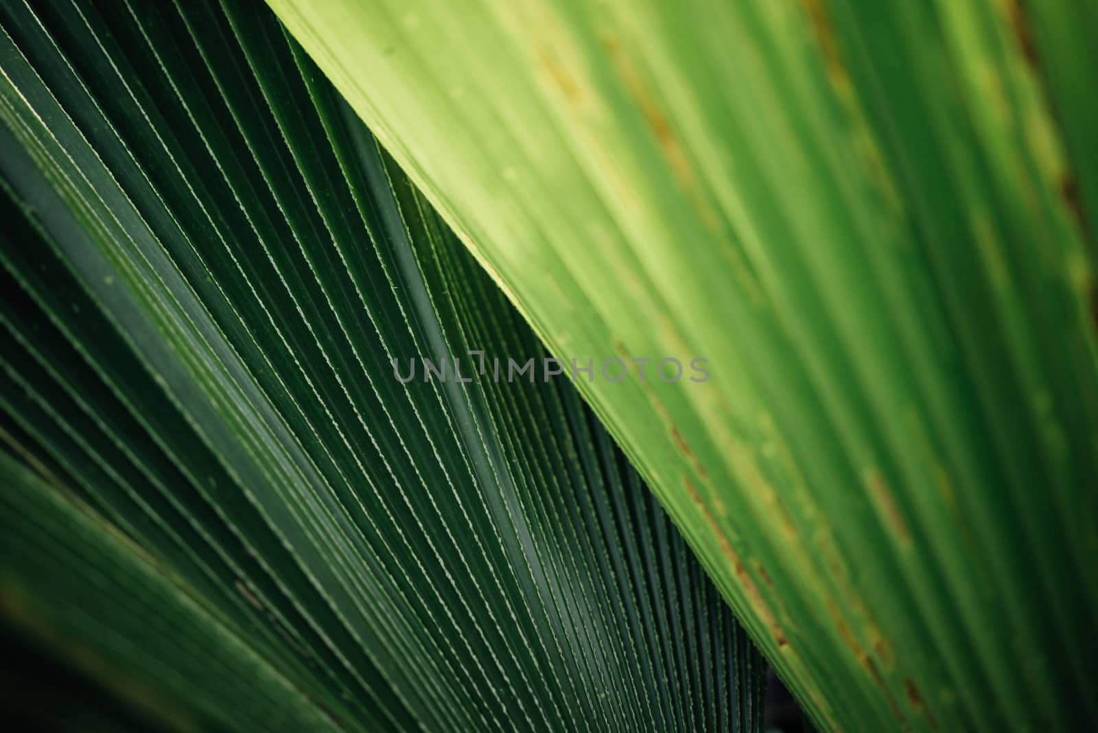 Greenery background of nature plant and leaf by PongMoji