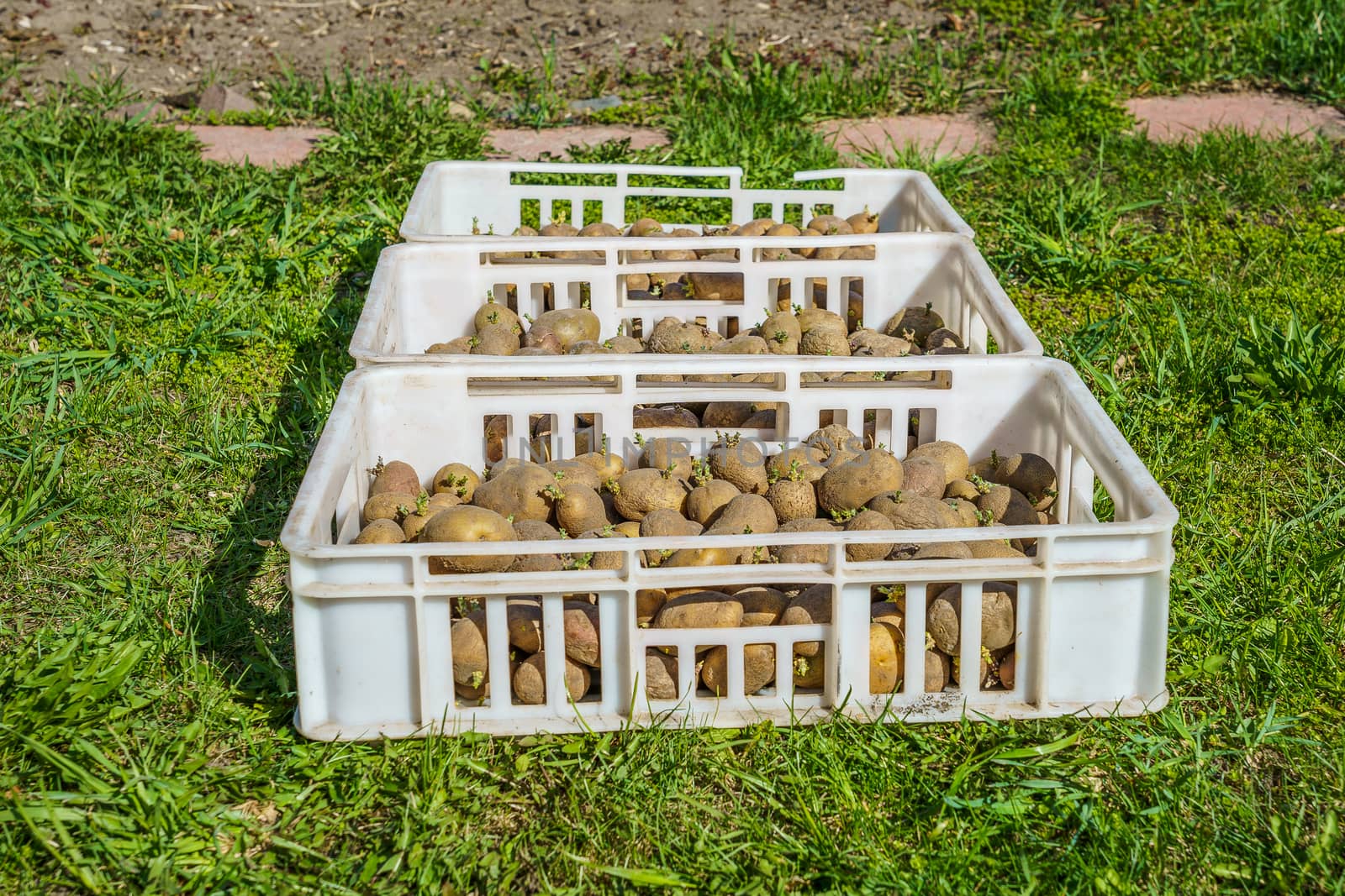 potatoes cooked for planting in white plastic boxes