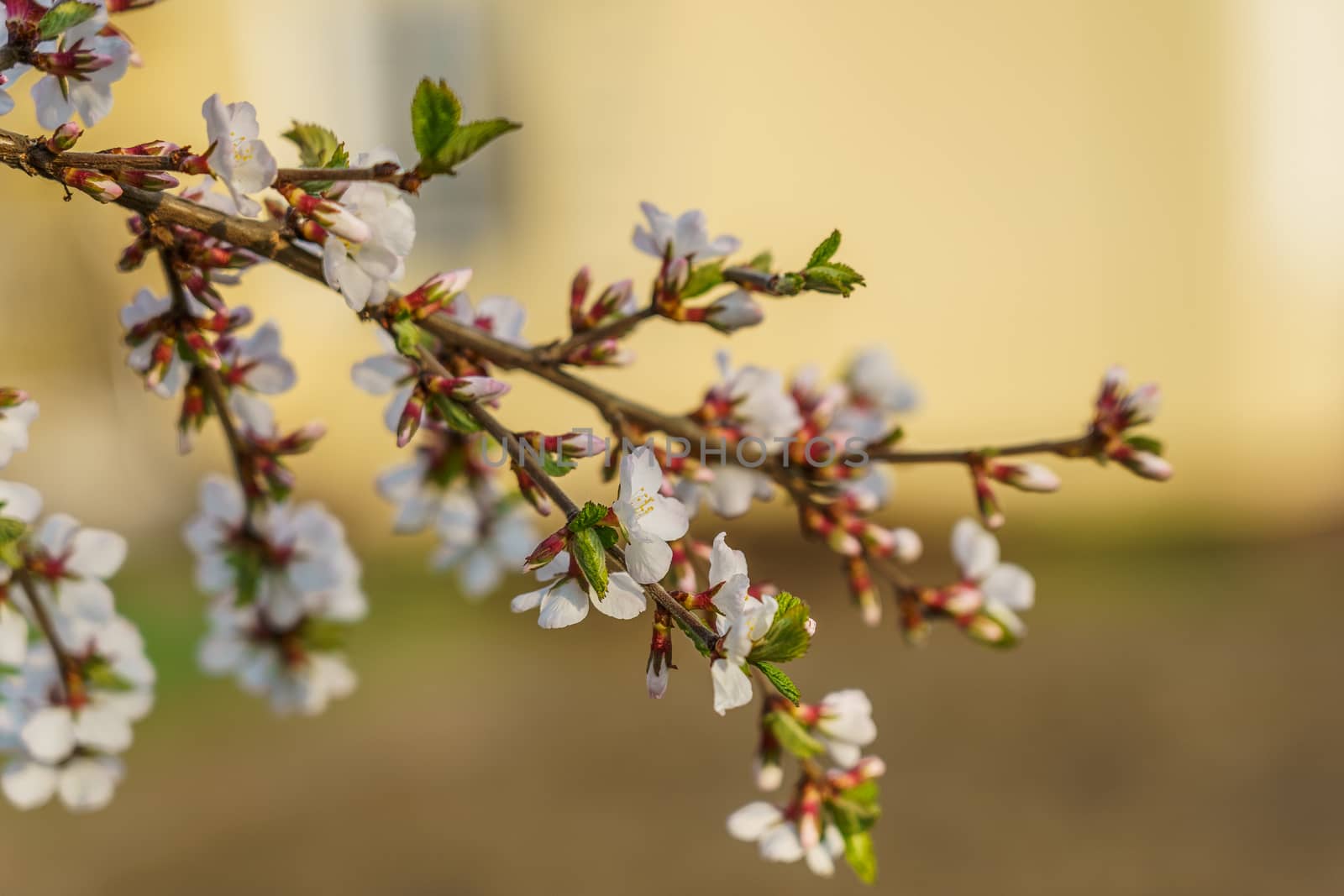 cherry blossom branch, selective focus by VADIM