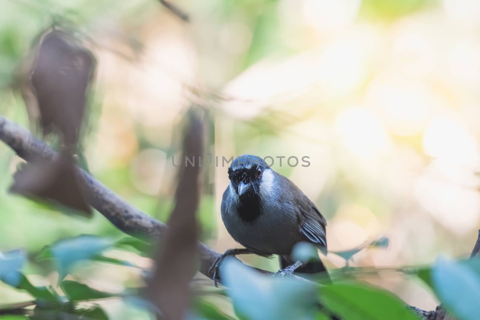 Bird (Black-throated Laughingthrush, Garrulax chinensis, Pterorhinus chinensis) is a species of bird in the family Leiothrichidae. It is found in asia perched on a tree in a nature wild