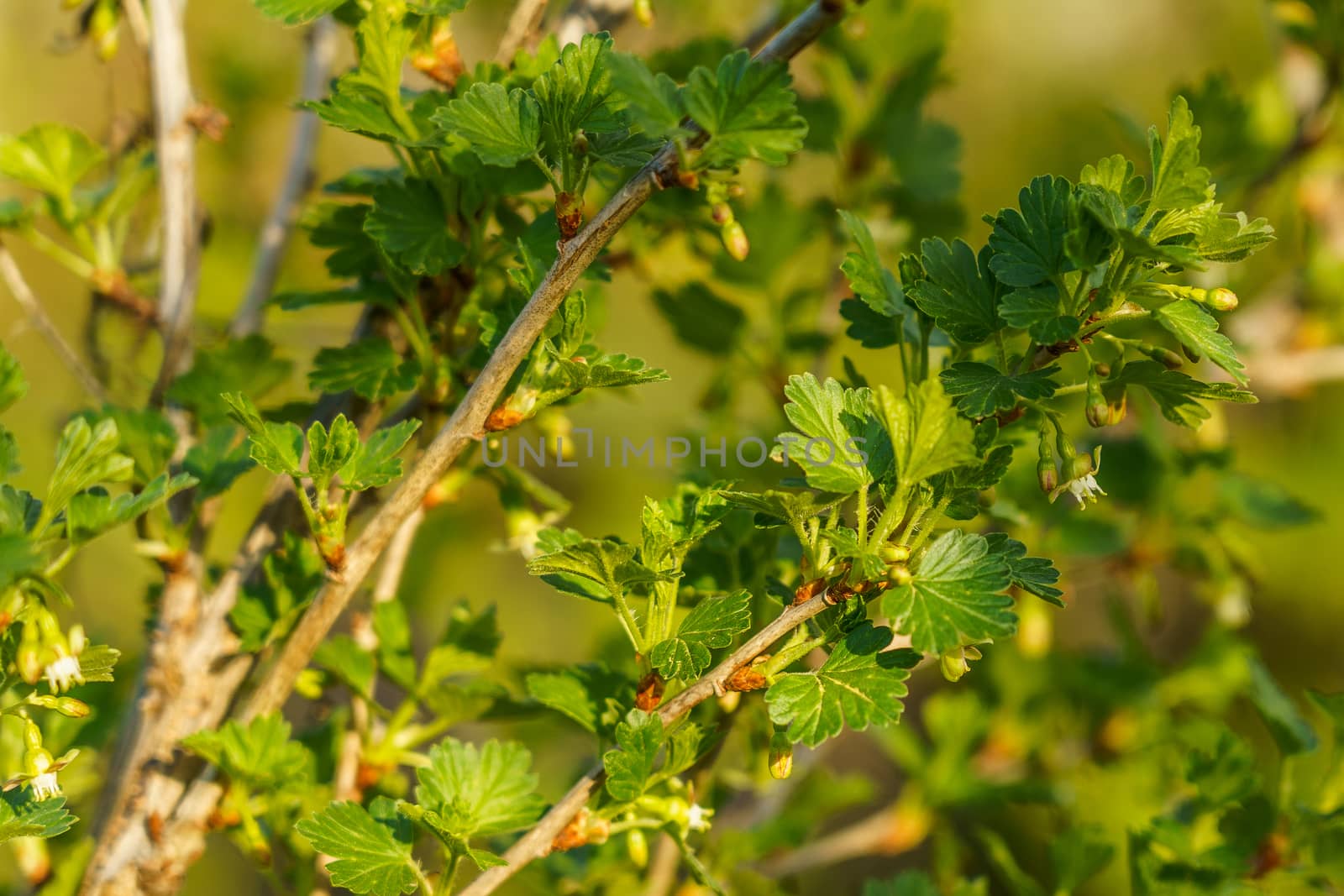 branch of gooseberry in the garden in spring with flower buds, selective focus