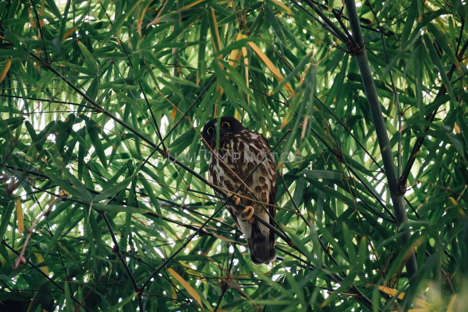 Bird (Northern Boobook, Ninox japonica) is a species of bird in the true owl family. It was split from the brown hawk-owl perched on a tree in a nature wild