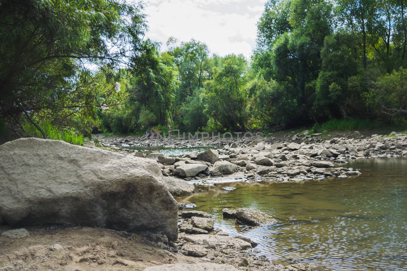 Landscape by the river against the backdrop of the forest on a summer day.