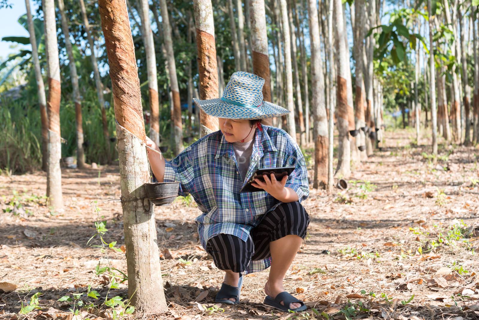 Asian woman smart farmer agriculturist happy at a rubber tree plantation with Rubber tree in row natural latex is a agriculture harvesting natural rubber in white milk color for industry in Thailand