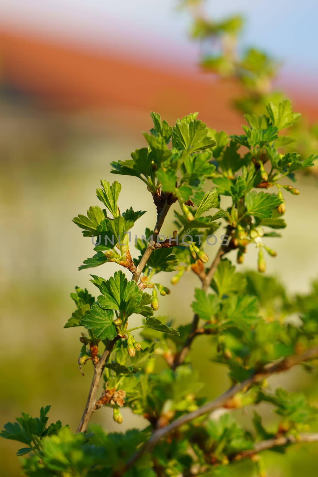 branch of gooseberry in the garden in spring with flower buds by VADIM