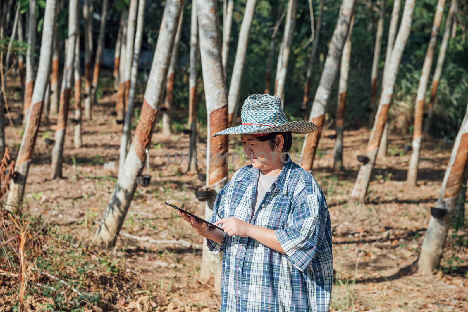 Asian woman smart farmer agriculturist working at rubber tree plantation with Rubber tree in row natural latex is a agriculture harvesting natural rubber in white milk color for industry in Thailand