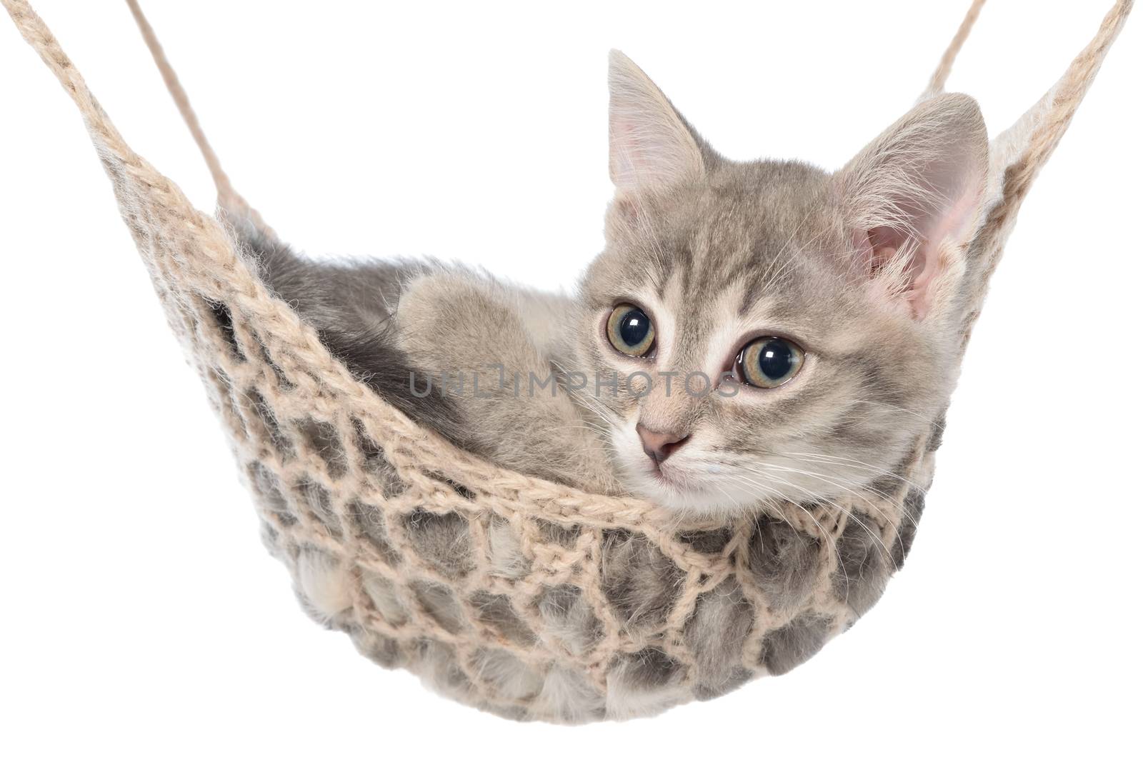 Cute striated kitten sleeping in hammock on a white background.