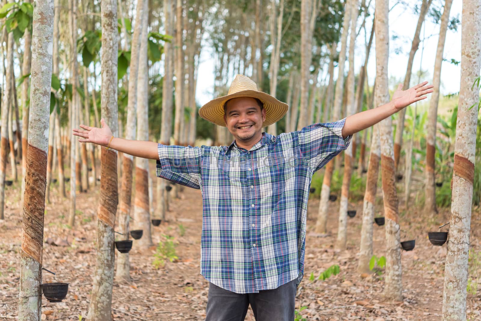 Asian man farmer agriculturist happy at a rubber tree plantation with Rubber tree in row natural latex is a agriculture harvesting natural rubber in white milk color for industry in Thailand